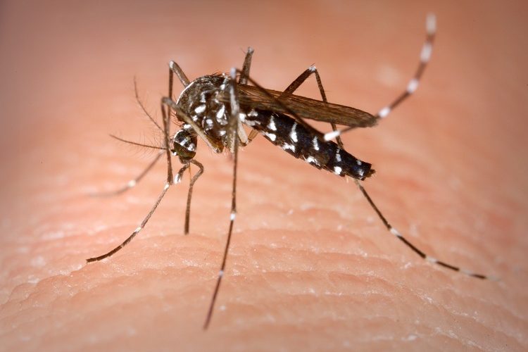 8 de dezembro é o marco nacional de combate ao Aedes aegypti