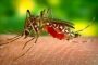Dengue ou Covid? Veja diferenças e semelhanças entre as doenças para saber identificar os sintomas
