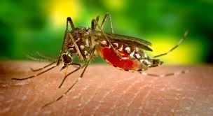 Casos de dengue em SP aumentam mais de 2.100%, diz Ministério da Saúde