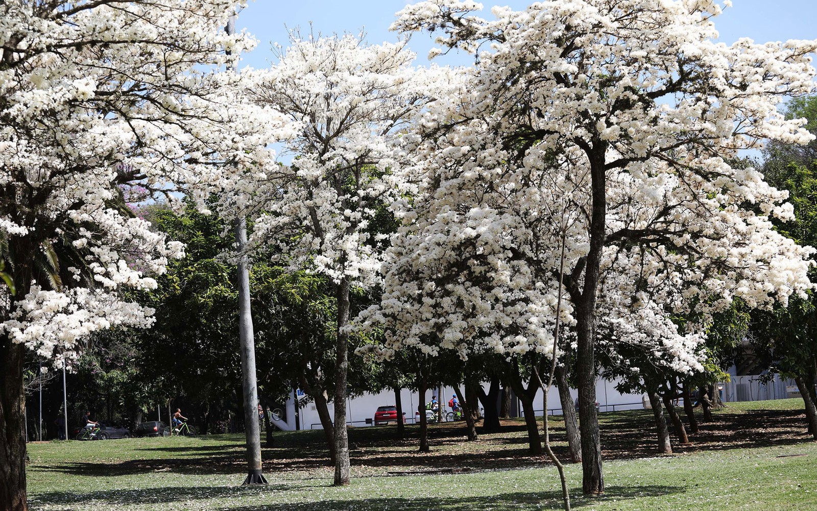 Ipês brancos florescem e enfeitam paisagem do Parque Ibirapuera, Capital, SP