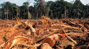 Desmatamento na Amazônia cresce e piora imagem do Brasil no mercado internacional