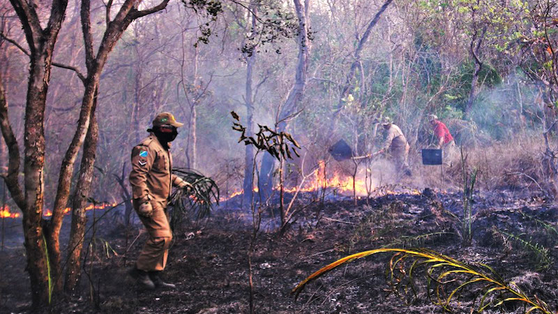 Pantanal tem 8.106 pontos de incêndio em setembro; ano já tem o maior número de focos da história