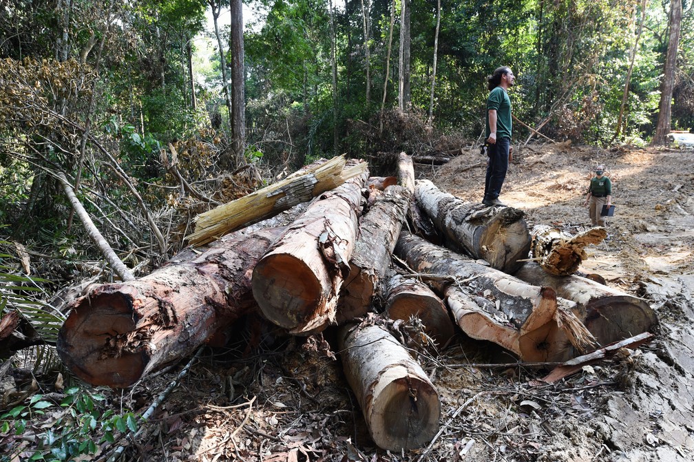 Desmatamento na Amazônia bate recorde e contradiz discurso do Brasil na COP 26